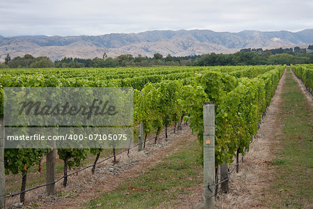 Vines growing in a Marlborough vineyard, South Island, New Zealand