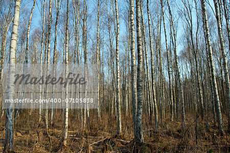 Trunks of birch trees and roots in Autumn