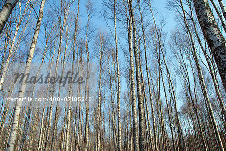 Trunks of birch trees and blue sky in Autumn