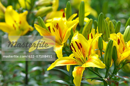 Lily flowers