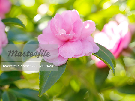 Camellia Sasanqua