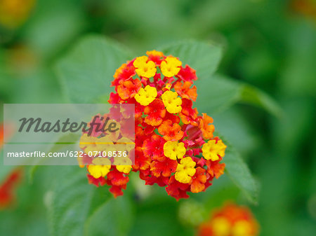 Lantana