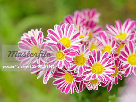 Chrysanth flowers