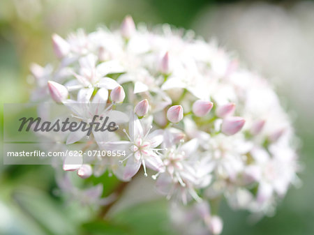 Crassula flowers