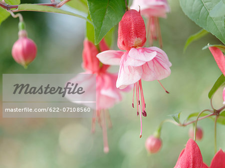 Fuchsia flowers