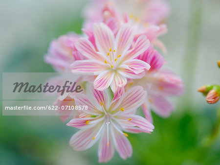 Lewisia cotyledon