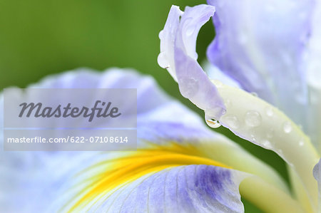 Japanese iris