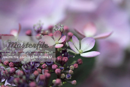 Hydrangea flowers