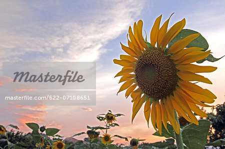 Sunflower field and sky
