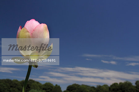 Lotus flower and sky