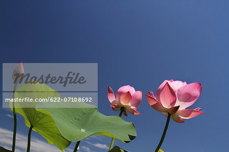 Lotus flowers and sky
