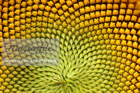 Sunflower close-up Sunflower close-up