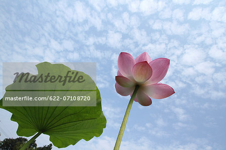 Lotus flower and sky