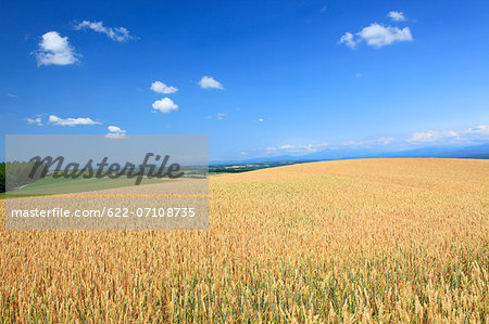 Wheat field and clouds, Hokkaido