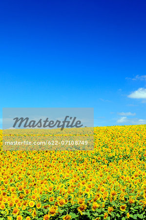 Sunflower field and sky, Hokkaido