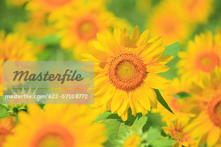 Sunflower field