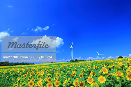 Sunflower field and wind turbines, Fukushima Prefecture