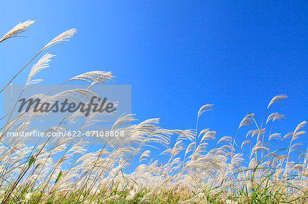 Japanese silver grass and sky with clouds