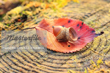 Acorn on tree stump