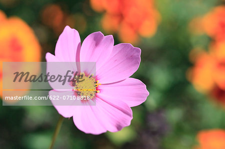 Cosmos Cosmos