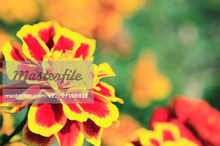 Marigold Marigold