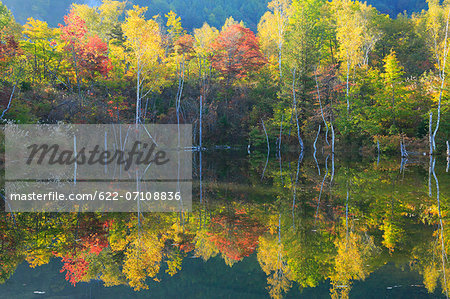 Trees reflected on water in Autumn