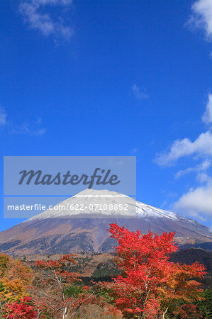 Mount Fuji and Autumn leaves, Shizuoka Prefecture
