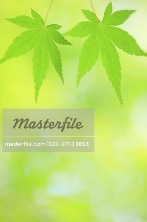 Green maple leaves Green maple leaves