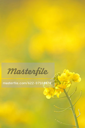 Field mustard