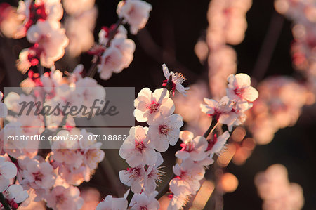 Plum blossoms