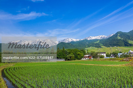 Hakuba mountain range and rice field, Nagano Prefecture