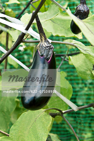 Eggplant