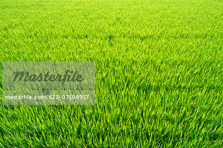 Rice paddy