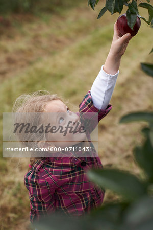 Girl Picking Apples in Orchard, Milton, Ontario, Canada