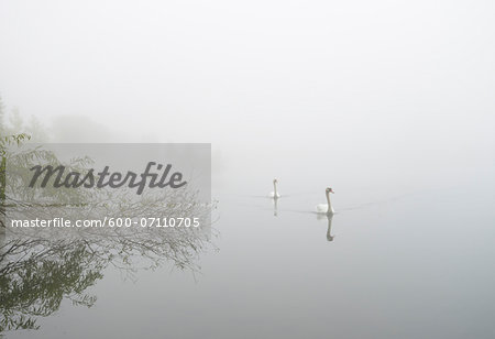 Mute Swans (Cygnus olor) on Misty Lake in Early Morning, Hesse, Germany