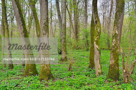 Riparian Forest in Spring, Bulau, Hanau, Hesse, Germany