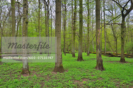 Forest in Spring, Bulau, Hanau, Hesse, Germany