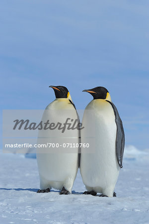 Emperor Penguins (Aptenodytes forsteri), Snow Hill Island, Antarctic Peninsula, Antarctica