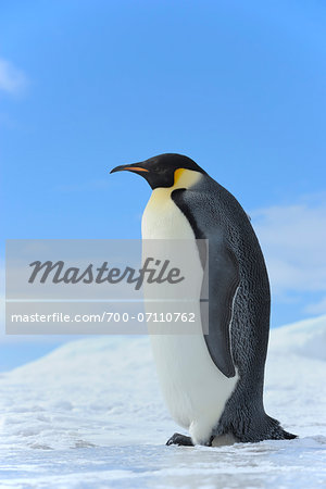 Emperor Penguin (Aptenodytes forsteri) Standing in Ice Landscape, Snow Hill Island, Antarctic Peninsula, Antarctica