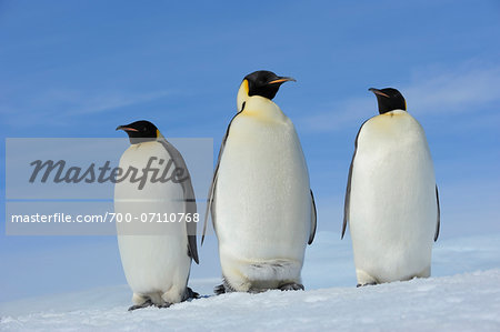 Three Emperor Penguins (Aptenodytes forsteri), Snow Hill Island, Antarctic Peninsula, Antarctica