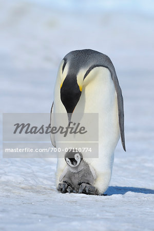 Adult Emperor Penguin (Aptenodytes forsteri) with Chick, Snow Hill Island, Antarctic Peninsula, Antarctica