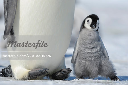 Close-up of Emperor Penguin (Aptenodytes forsteri) Chick next to Adult, Snow Hill Island, Antarctic Peninsula, Antarctica Close-up of Emperor Penguin (Aptenodytes forsteri) Chick next to Adult, Snow Hill Island, Antarctic Peninsula, Antarctica