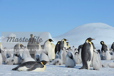 Emperor Penguin (Aptenodytes forsteri) Colony, Snow Hill Island, Antarctic Peninsula, Antarctica