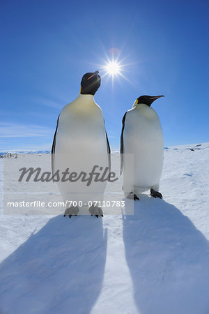 Two Emperor Penguins (Aptenodytes forsteri) with Sun, Snow Hill Island, Antarctic Peninsula, Antarctica