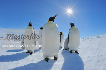 Group of Emperor Penguins (Aptenodytes forsteri) with Sun, Snow Hill Island, Antarctic Peninsula, Antarctica