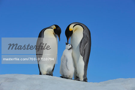 Adult Emperor Penguins (Aptenodytes forsteri) with Chick, Snow Hill Island, Antarctic, Peninsula, Antarctica