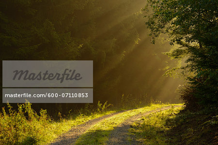 Path with Sunbeams in European Beech (Fagus sylvatica) Forest, Spessart, Bavaria, Germany