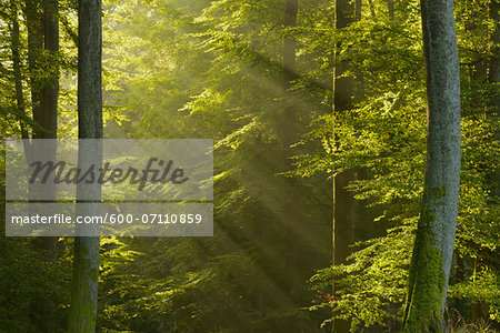 Sunbeams in European Beech (Fagus sylvatica) Forest, Spessart, Bavaria, Germany