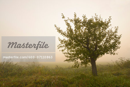 Apple Tree in Early Morning Fog at Sunrise, Hesse, Germany