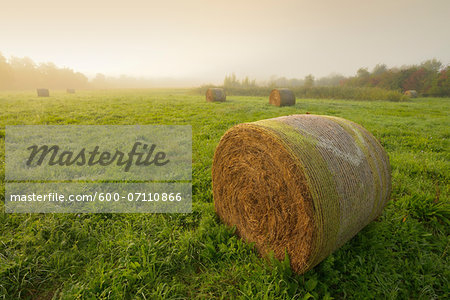Hay Bales on Meadow in Early Morning Fog, Hesse, Germany